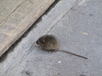 SX20136 House mouse (Mus domesticus) on shop doorstep.jpg